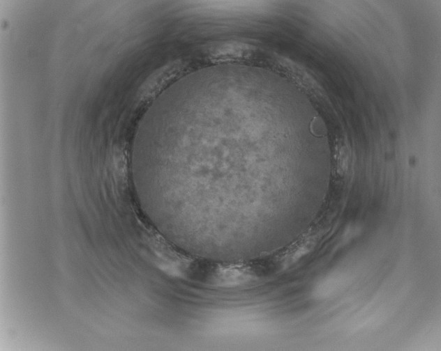 X0000071960753200607071452