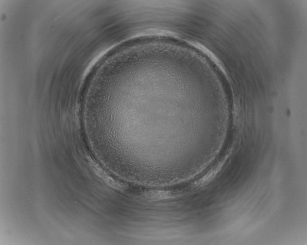 X0000071960783200607071451