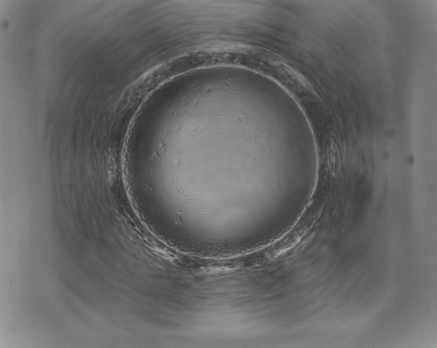 X0000071960821200607071450