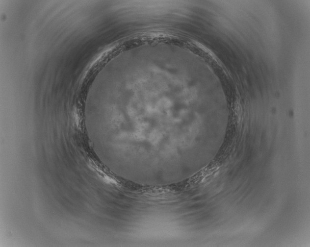 X0000071960823200607071450