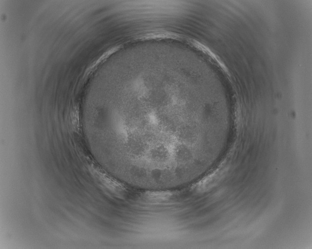 X0000071960825200607071450