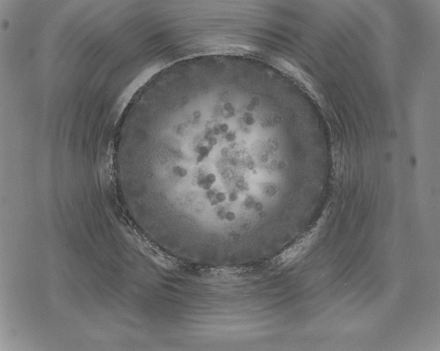 X0000071960875200607071450