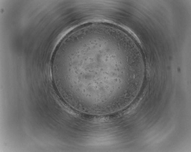 X0000071960887200607071450