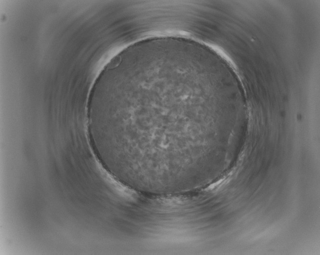 X0000071960895200607071450