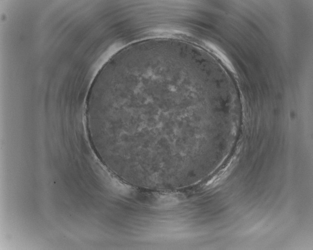 X0000071960899200607071450