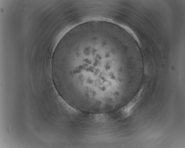 X0000071960903200607071449