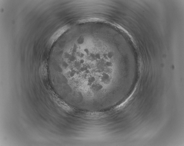 X0000071960921200607071449