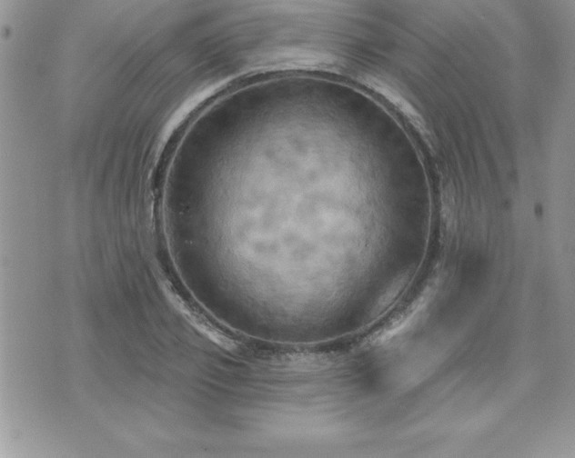 X0000071960933200607071449