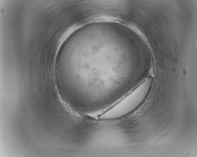 X0000071961008200607071448