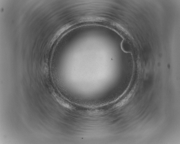 X0000071961025200607071447