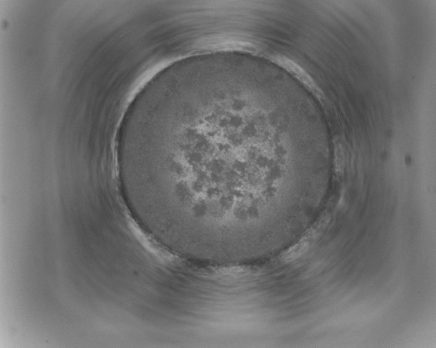 X0000071961031200607071447