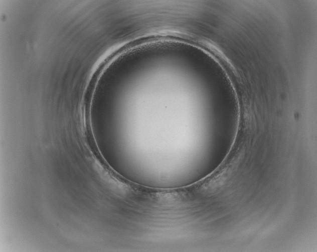 X0000071961032200607071447