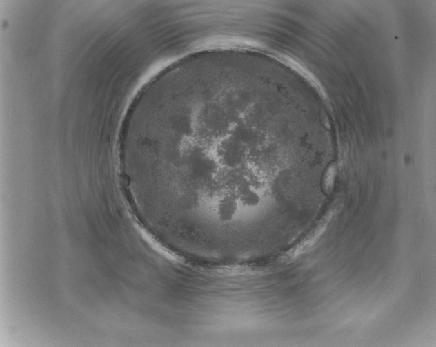 X0000071961037200607071447