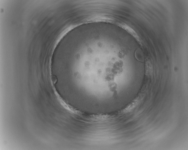 X0000071961039200607071447