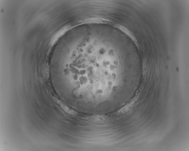 X0000071961067200607071447