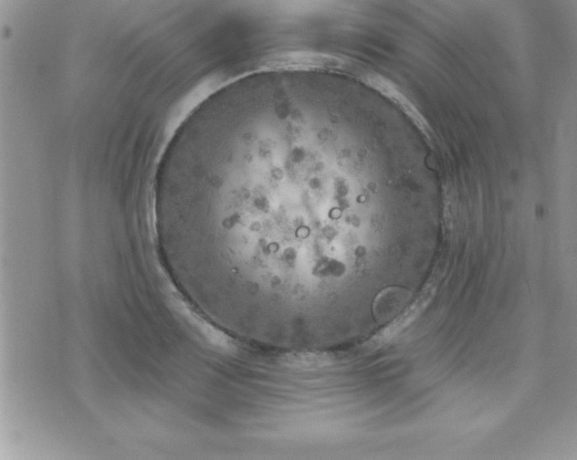 X0000071961083200607071447