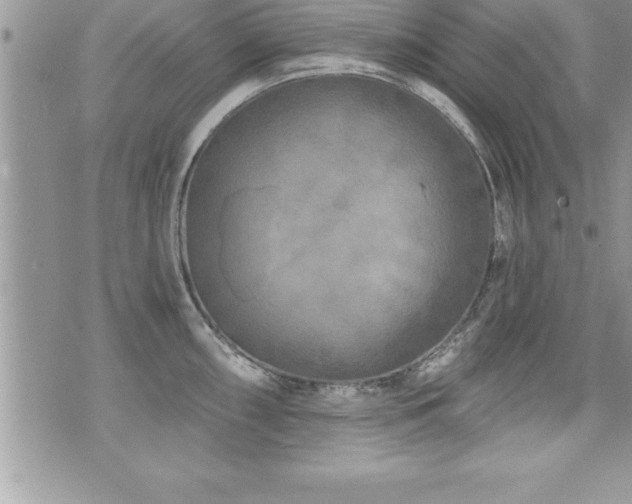 X0000071961098200607071446