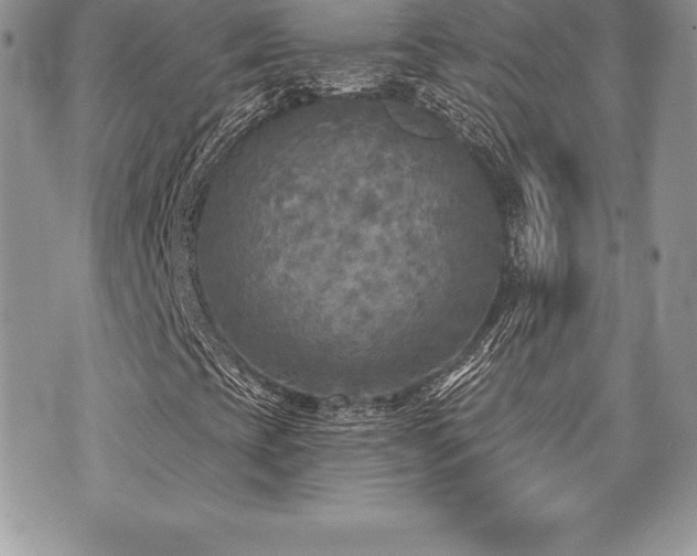 X0000071961393200607071441