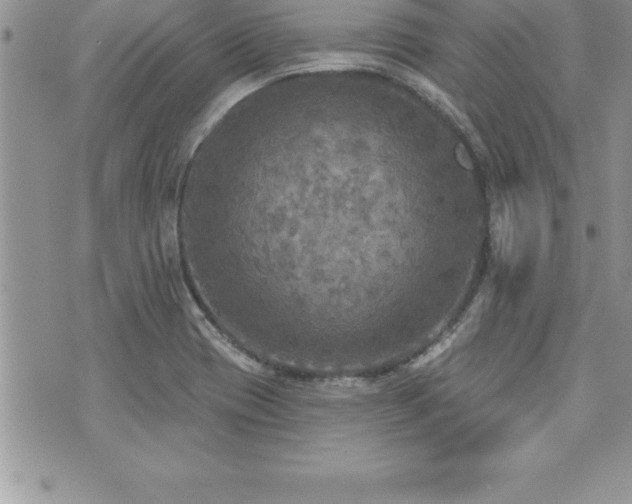 X0000071961417200607071441