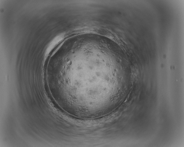 X0000071960006200607141446