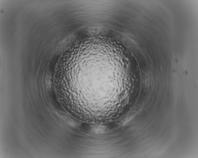 X0000071960226200607141442