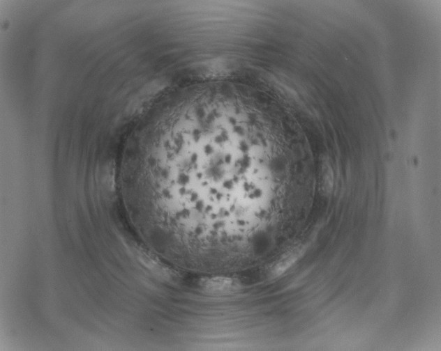 X0000071960230200607141442