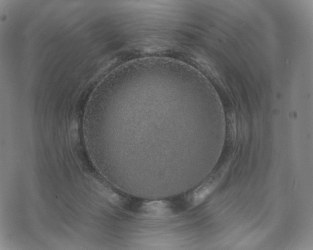 X0000071960269200607141442