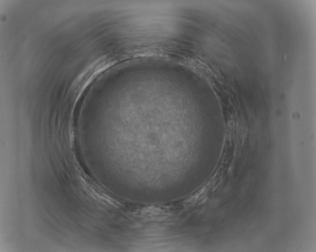 X0000071960290200607141441