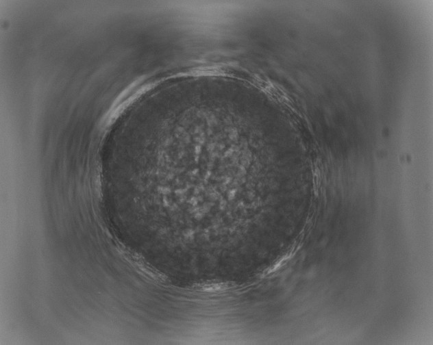 X0000071960295200607141441