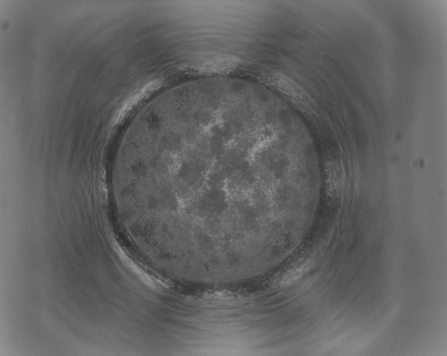 X0000071960634200607141435