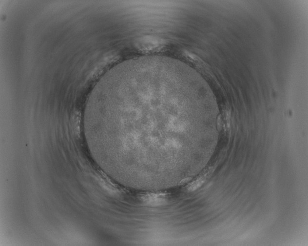 X0000071960664200607141436