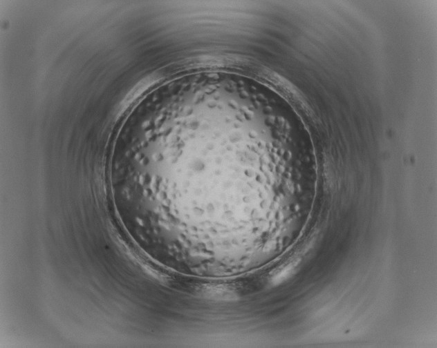 X0000071960794200607141433