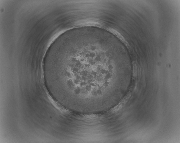 X0000071961031200607141429