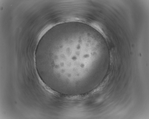 X0000071961047200607141429