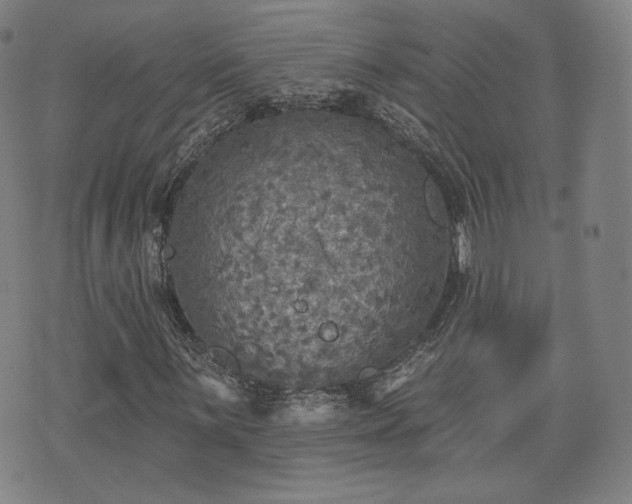 X0000071961059200607141429