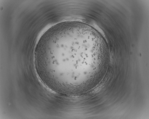 X0000071961096200607141428