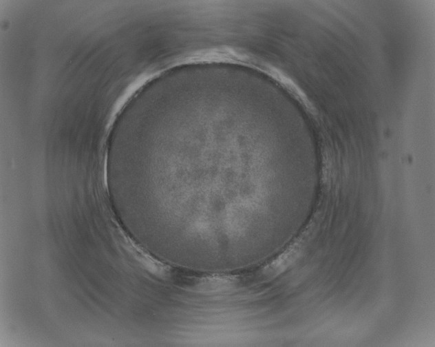 X0000071961224200607141426