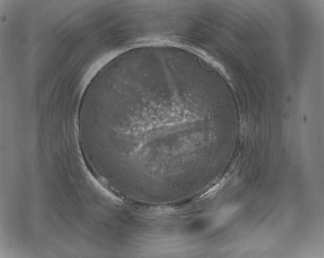 X0000071961239200607141426