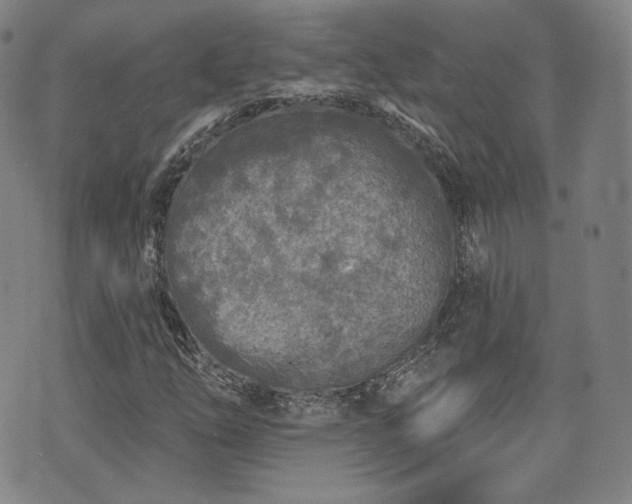 X0000071961254200607141425