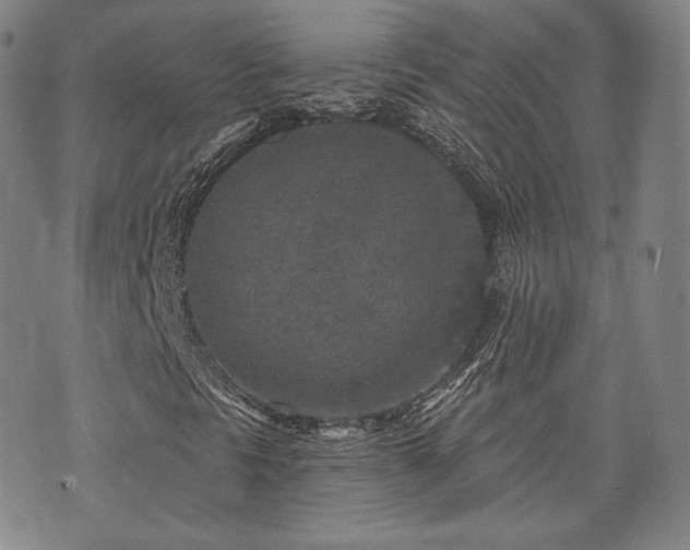 X0000071961297200607141424