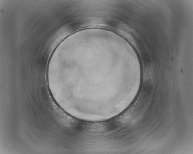 X0000071961338200607141425