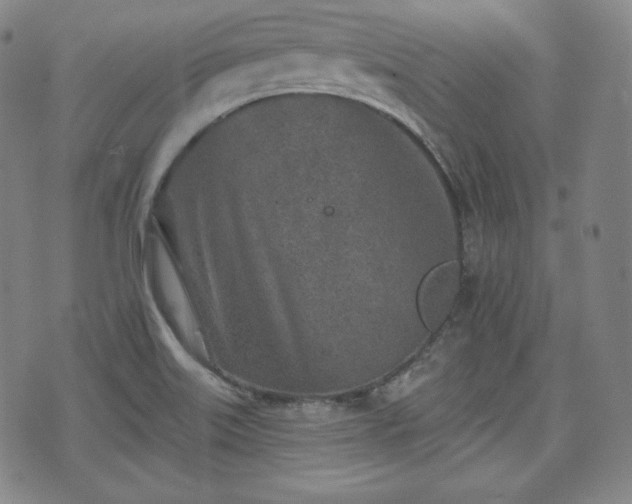 X0000071961515200607141421