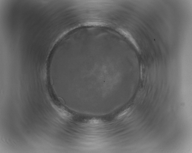 X0000071960204200607212301