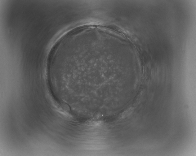 X0000071960247200607212259