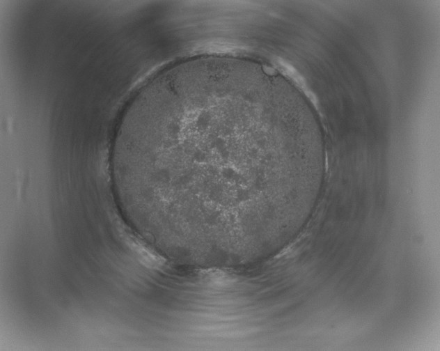 X0000071960249200607212259