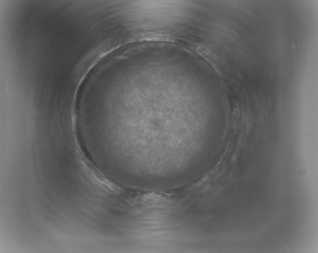 X0000071960290200607212259