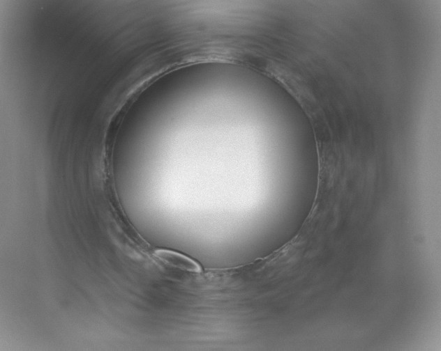 X0000071960338200607212258