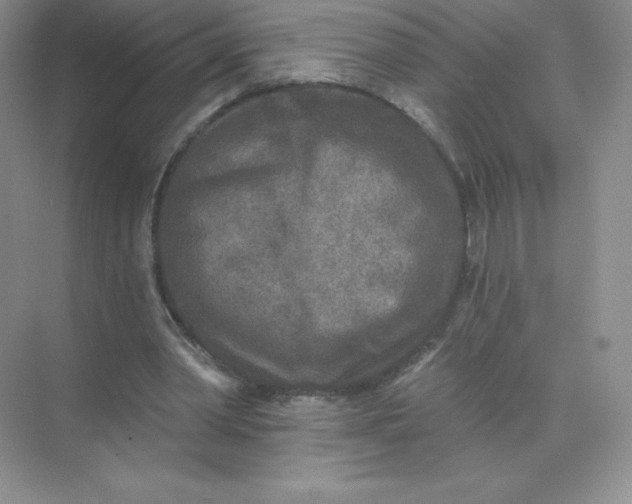 X0000071960390200607212258