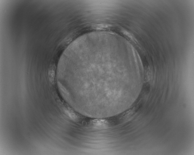 X0000071960427200607212257