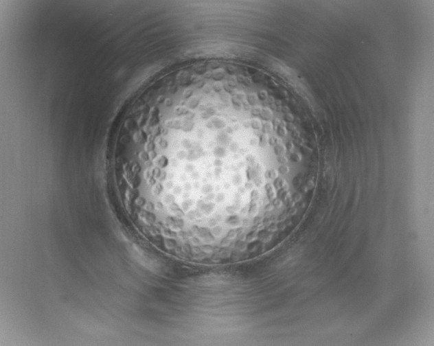 X0000071960578200607212254